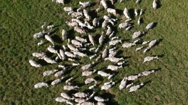 Vue Dessus Troupeau Bovins Nellore Sur Les Pâturages Verts Brésil — Video