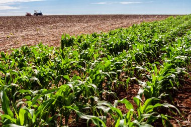 Parana, Brezilya, 28 Ekim 2009. Traktördeki çiftçi tarlaya ekin ekiyor, tohum saçıyor, tarım makinesi saçıyor.