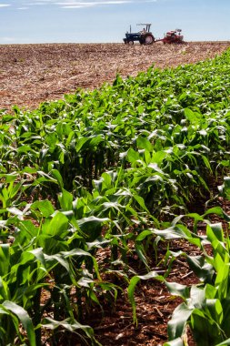 Parana, Brezilya, 28 Ekim 2009. Traktördeki çiftçi tarlaya ekin ekiyor, tohum saçıyor, tarım makinesi saçıyor.