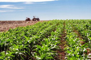 Parana, Brezilya, 28 Ekim 2009. Traktördeki çiftçi tarlaya ekin ekiyor, tohum saçıyor, tarım makinesi saçıyor.