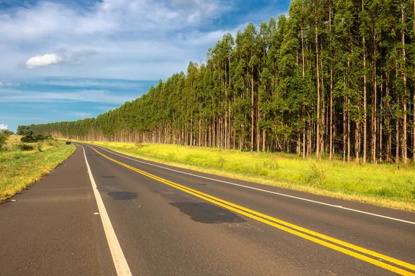 Eucalyptus Bosaanplant Lege Snelweg Brazilië — Stockfoto