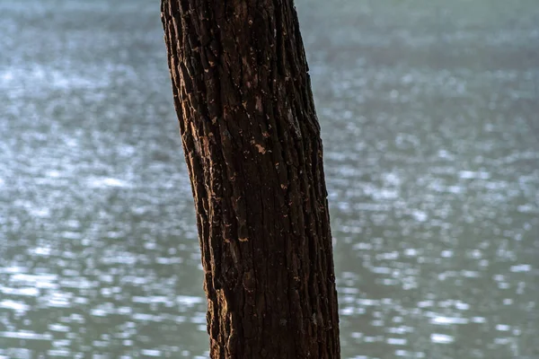 Zgrubny Bagażnik Tłem Jeziora Wodnego Parku Brazylijskim — Zdjęcie stockowe
