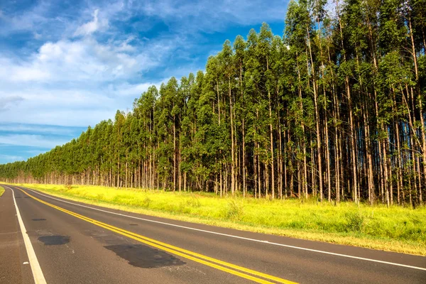 Eucalyptus Bosaanplant Lege Snelweg Brazilië — Stockfoto