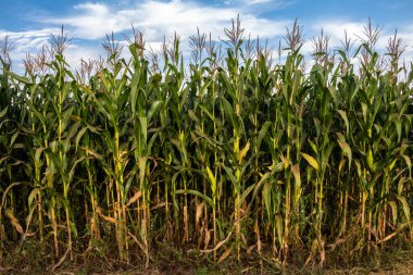 Brezilya 'da yeşil mısır tarlası manzarası