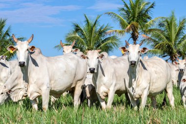 Nelore sığır sürüsü Brezilya çiftliğindeki bir çayırda otluyor.