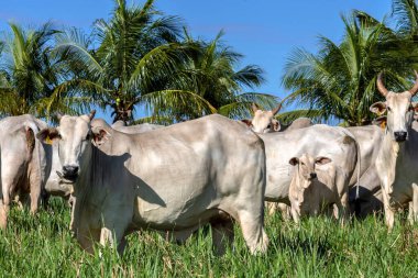 Nelore sığır sürüsü Brezilya çiftliğindeki bir çayırda otluyor.