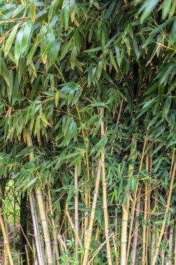 Brezilya 'da bambu ormanı ağaçları