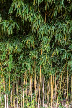 Brezilya 'da bambu ormanı ağaçları