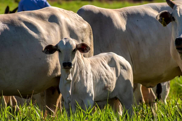 Herd Nelore Cattle Grazing Pasture Brazilian Ranch —  Fotos de Stock