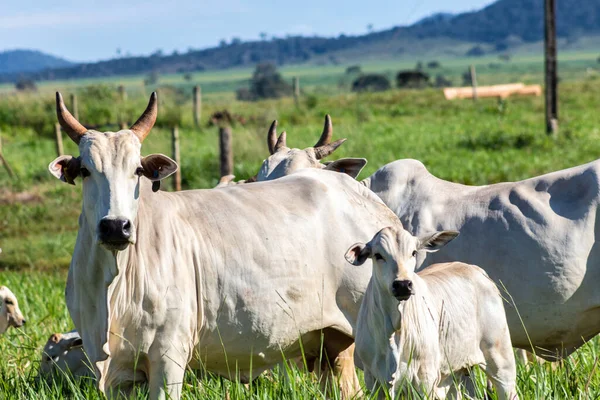 Herd Nelore Cattle Grazing Pasture Brazilian Ranch — стоковое фото