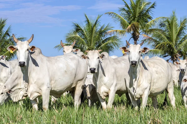 Herd Nelore Cattle Grazing Pasture Brazilian Ranch — Photo