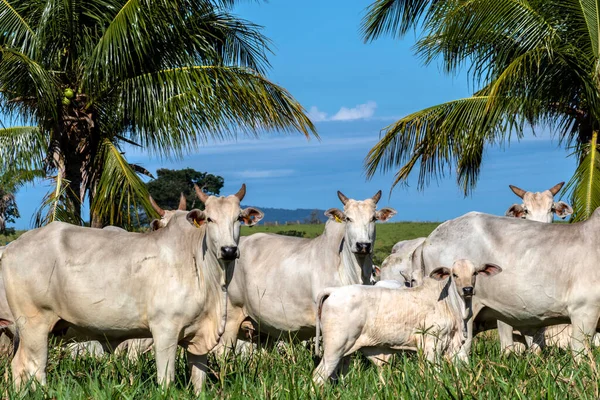 Rebaño Ganado Nelore Pastando Pasto Rancho Brasileño —  Fotos de Stock