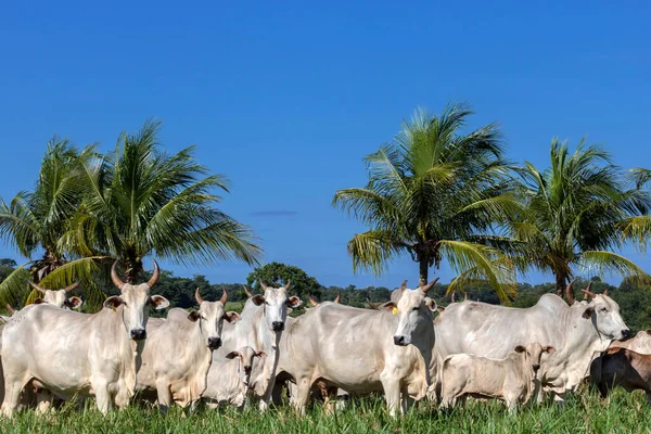 Nelore Hjorden Betar Hage Den Brasilianska Ranchen — Stockfoto