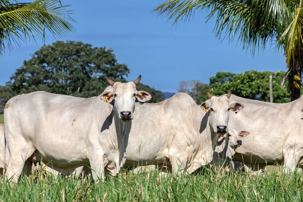 Herde Von Nelore Rindern Weidet Auf Einer Weide Auf Der — Stockfoto