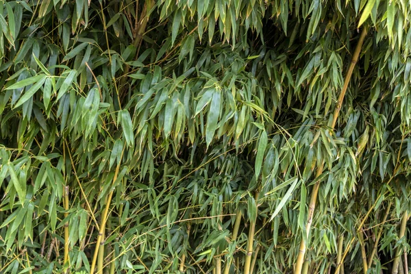 Florestas Bambu Brasil — Fotografia de Stock