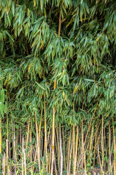 Bosques Bambú Brasil —  Fotos de Stock