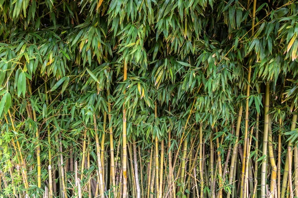 Bambuskogsträd Brasilien — Stockfoto