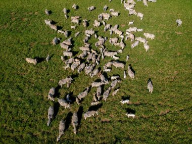 Brezilya 'da yeşil otlaktaki Nellore sığır sürüsünün en üst görüntüsü
