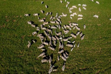 Brezilya 'da yeşil otlaktaki Nellore sığır sürüsünün en üst görüntüsü