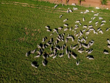 Brezilya 'da yeşil otlaktaki Nellore sığır sürüsünün en üst görüntüsü