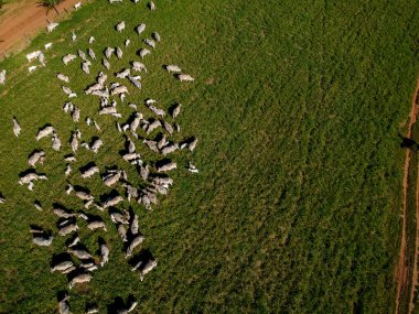 Brezilya 'da yeşil otlaktaki Nellore sığır sürüsünün en üst görüntüsü