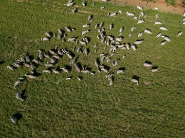 Brezilya 'da yeşil otlaktaki Nellore sığır sürüsünün en üst görüntüsü