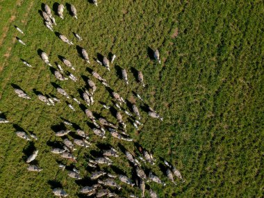 Brezilya 'da yeşil otlaktaki Nellore sığır sürüsünün en üst görüntüsü