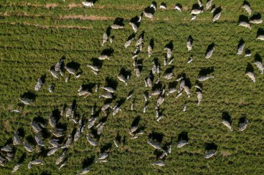 Brezilya 'da yeşil otlaktaki Nellore sığır sürüsünün en üst görüntüsü