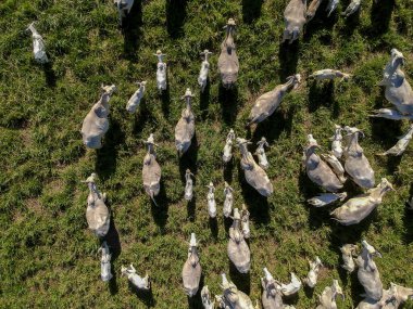 Brezilya 'da yeşil otlaktaki Nellore sığır sürüsünün en üst görüntüsü