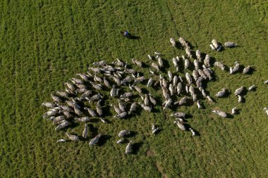 Brezilya 'da yeşil otlaktaki Nellore sığır sürüsünün en üst görüntüsü