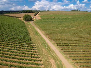 Brezilya 'daki üzüm bağlarının üzüm bağları üzerinde uçan hava aracı.