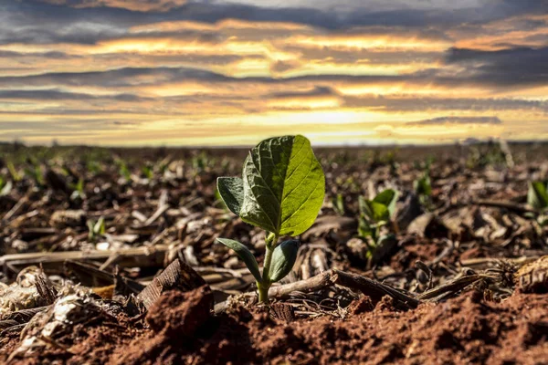 Green Soy Plant Leaves Cultivate Field Sunset Background Brazil Selective — Foto Stock