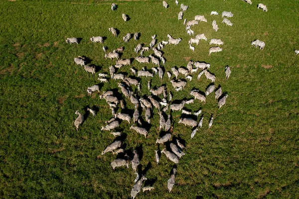 Brezilya 'da yeşil otlaktaki Nellore sığır sürüsünün en üst görüntüsü