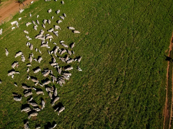 Brezilya 'da yeşil otlaktaki Nellore sığır sürüsünün en üst görüntüsü