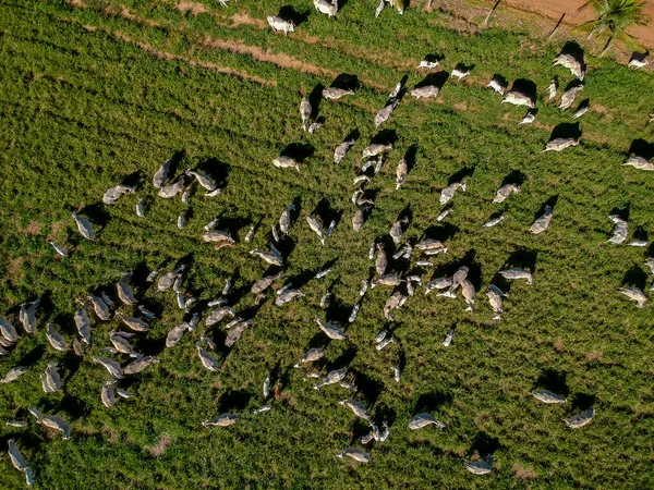 Brezilya 'da yeşil otlaktaki Nellore sığır sürüsünün en üst görüntüsü
