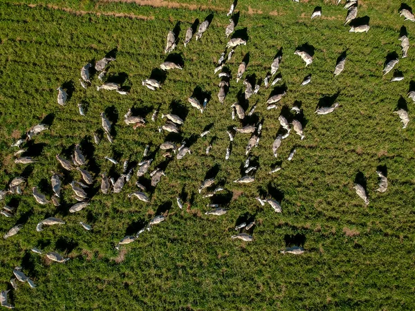 Vista Superior Rebanho Bovino Nelore Pastagem Verde Brasil — Fotografia de Stock