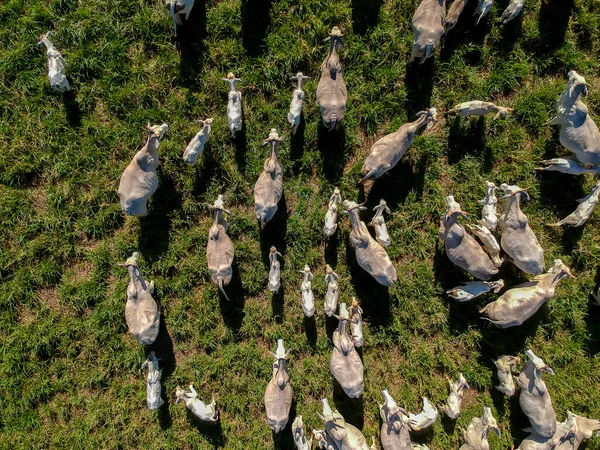 Brezilya 'da yeşil otlaktaki Nellore sığır sürüsünün en üst görüntüsü