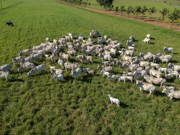 Brezilya 'da yeşil otlaktaki Nellore sığır sürüsünün en üst görüntüsü