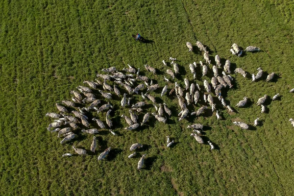 Brezilya 'da yeşil otlaktaki Nellore sığır sürüsünün en üst görüntüsü