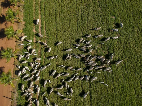 Top View Nellore Cattle Herd Green Pasture Brazil — Stock Photo, Image