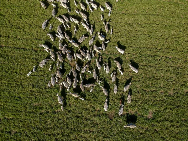 브라질의 목초지에 무리의 꼭대기 — 스톡 사진