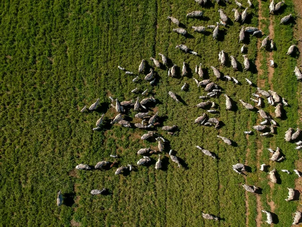 Brezilya 'da yeşil otlaktaki Nellore sığır sürüsünün en üst görüntüsü