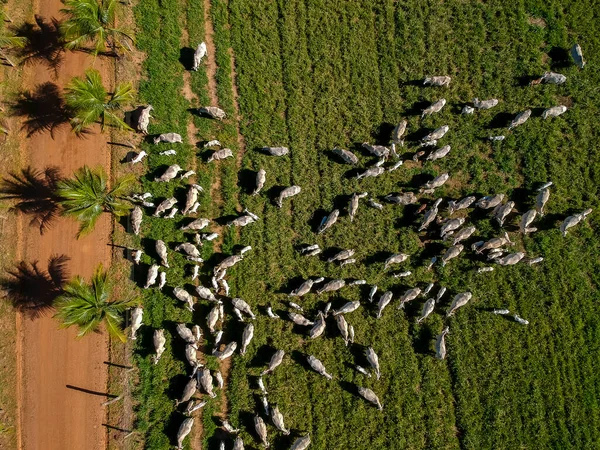 Vista Superior Del Rebaño Ganado Nellore Pastos Verdes Brasil — Foto de Stock