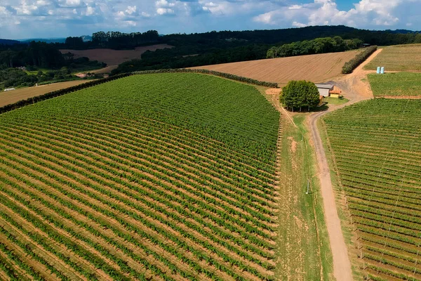空中ドローンはブラジルのワイナリー農場でブドウ畑のブドウ畑の眺めに飛びます — ストック写真
