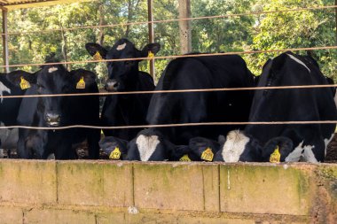 Siyah-beyaz süt inekleri Brezilya 'daki çiftlikteki modern ahırda sıra sıra beklerken besleniyor.