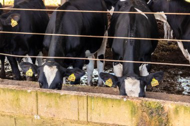 Siyah-beyaz süt inekleri Brezilya 'daki çiftlikteki modern ahırda sıra sıra beklerken besleniyor.