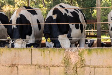 Siyah-beyaz süt inekleri Brezilya 'daki çiftlikteki modern ahırda sıra sıra beklerken besleniyor.