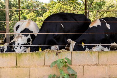 Siyah-beyaz süt inekleri Brezilya 'daki çiftlikteki modern ahırda sıra sıra beklerken besleniyor.