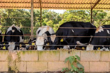 Siyah-beyaz süt inekleri Brezilya 'daki çiftlikteki modern ahırda sıra sıra beklerken besleniyor.