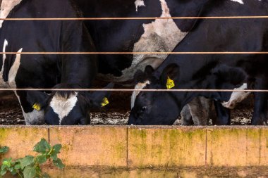 Siyah-beyaz süt inekleri Brezilya 'daki çiftlikteki modern ahırda sıra sıra beklerken besleniyor.